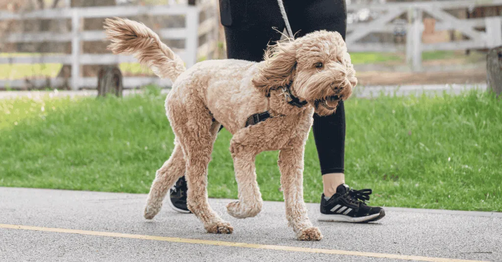 dog walking with 4-Legged Kids, Inc. dog walker in St. Louis neighborhood
