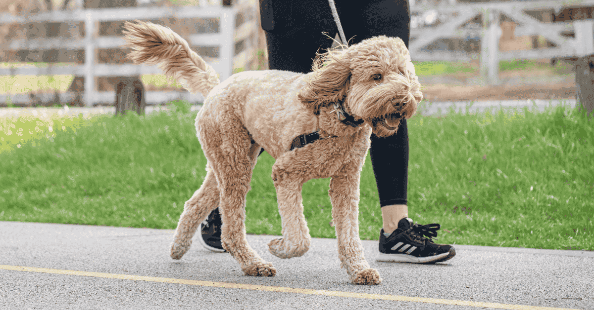 dog walking with 4-Legged Kids, Inc. dog walker in St. Louis neighborhood