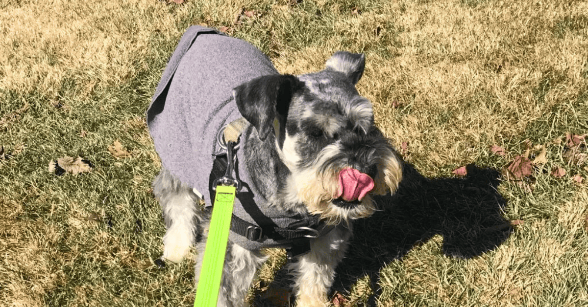 Schnauzer dog in St. Louis on dog walk with 4-Legged Kids, Inc. dog walker