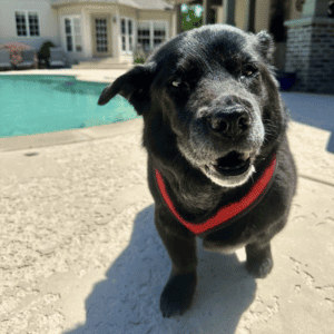 dog with dog walker in a St. Louis, St. Louis County, MO home