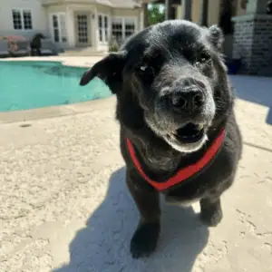 dog with dog walker in a St. Louis, St. Louis County, MO home