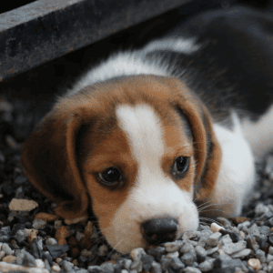 puppy in St. Louis, MO