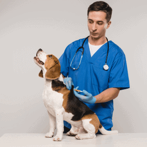dog being chipped at a veterinary clinic in st. louis