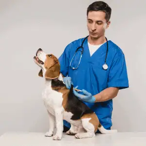 dog being chipped at a veterinary clinic in st. louis