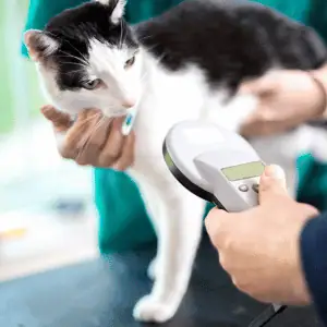 cat being scanned at a veterinarian in St. Louis for microchip