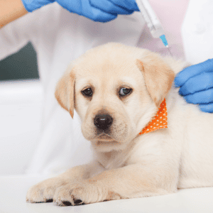 puppy getting puppy vaccine St. Louis, MO
