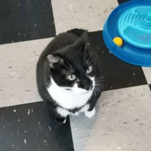 cat in St. Louis, MO home cat sitting st. louis, mo