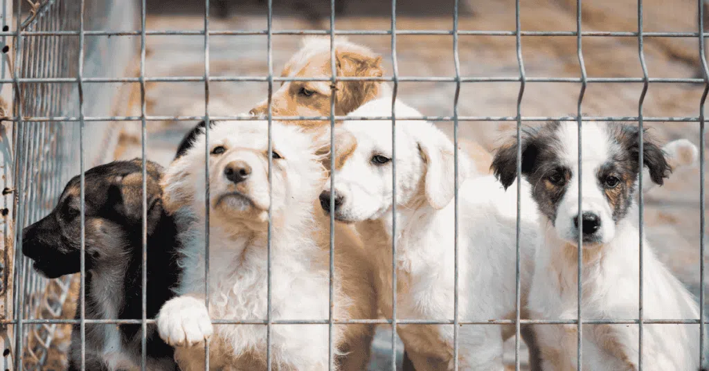 dogs in an animal shelter recent parvo outbreak in st. louis