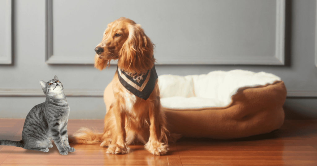 choosing the right pet sitter for your pet two pets in a St. Louis home