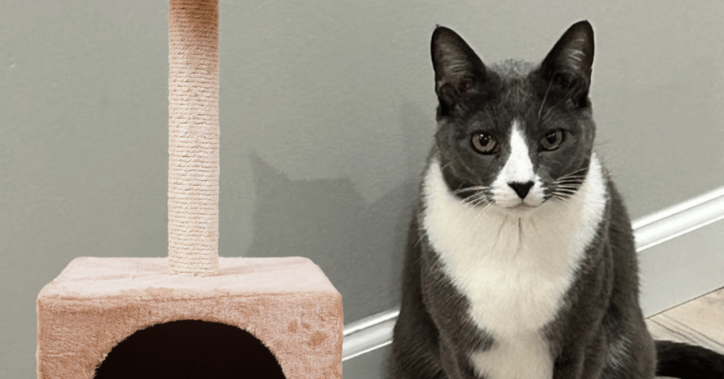 4-Legged Kids Cat in his home in St. Louis