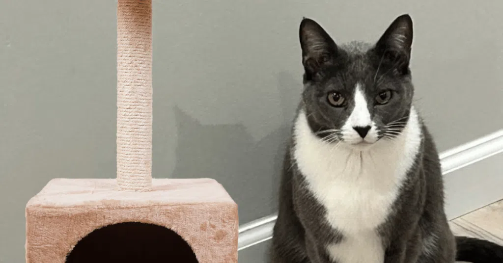 4-Legged Kids Cat in his home in St. Louis
