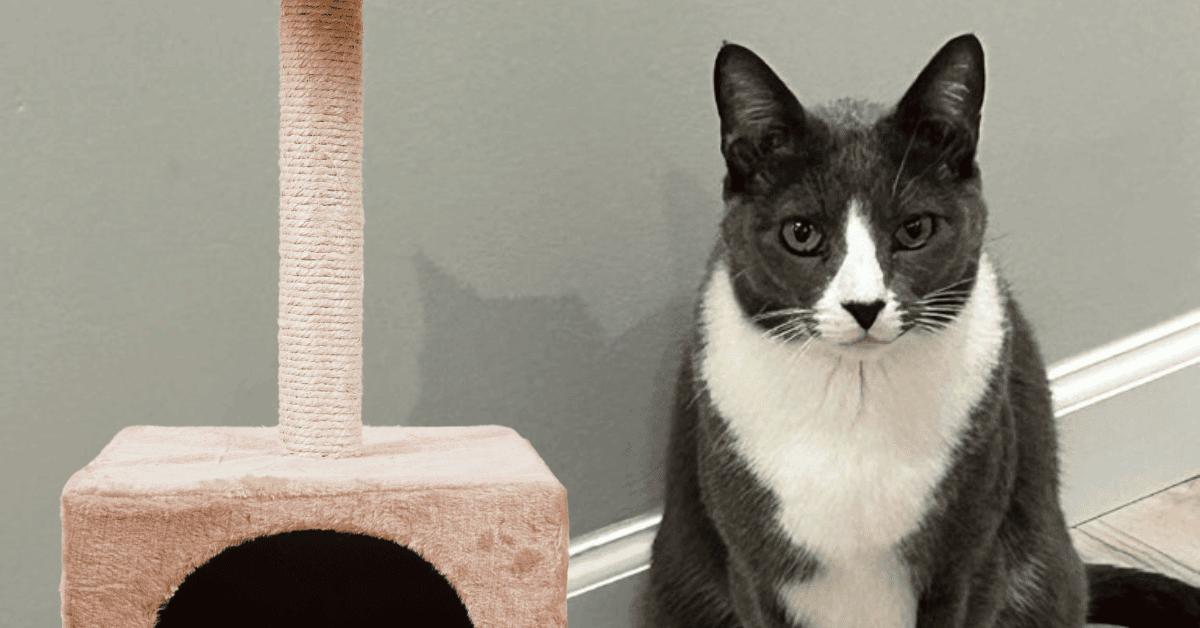 4-Legged Kids Cat in his home in St. Louis