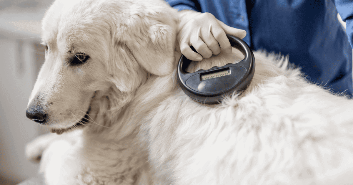 dog being scanned for microchip at vet in St. Louis, MO