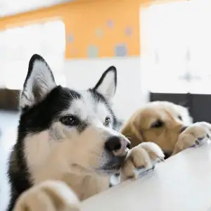 two dogs in a St. Louis boarding facility