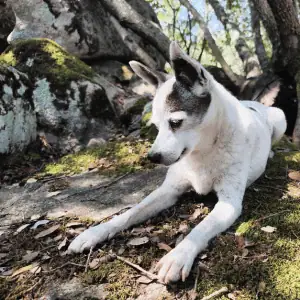 dog under tree in St. Louis dog walking services SLT