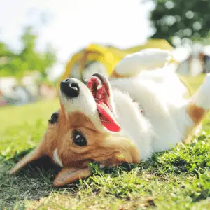 dog in St. Louis yard being silly