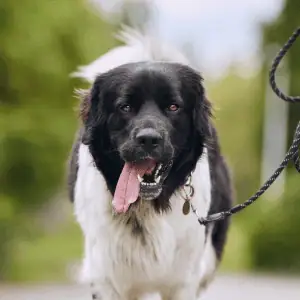 dog walking in hot weather St. Louis dog walker 4-Legged Kids, Inc.