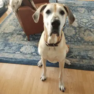 dog sitting in St. Louis in-home boarding