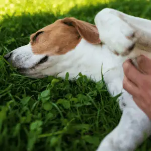 A dog laying in the grass in St. Louis, MO