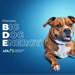 Big Dog Energy Promo APA Adoption Center St. Louis