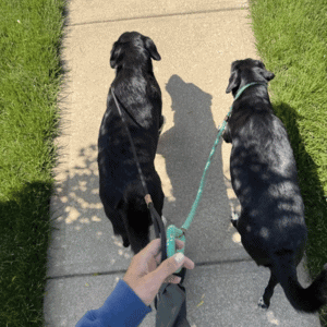 dogs walking in St. Louis neighborhood