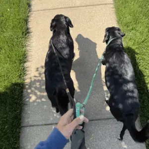 dogs walking in St. Louis neighborhood