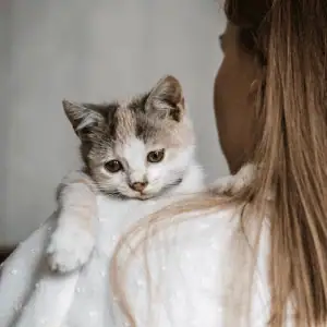 volunteer at cat shelter st. Louis, MO