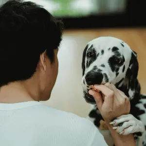 A St. Louis dog walker feeding a dog a treat