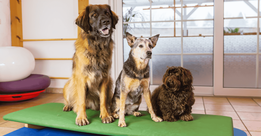 dog boarding St. Louis, MO 4-Legged Kids, Inc.