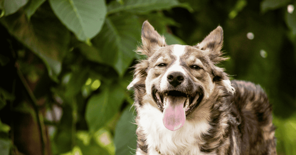 dog in hot weather St. Louis dog walking 4-Legged Kids, Inc.