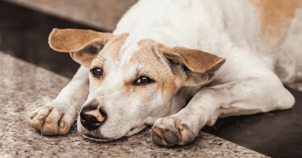 Recognize and Prevent Weight Gain in Your Dog from Lack of Exercise dog laying on ground in St. Louis, MO