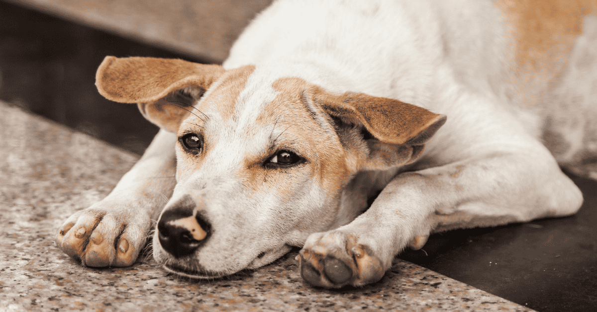 Recognize and Prevent Weight Gain in Your Dog from Lack of Exercise dog laying on ground in St. Louis, MO