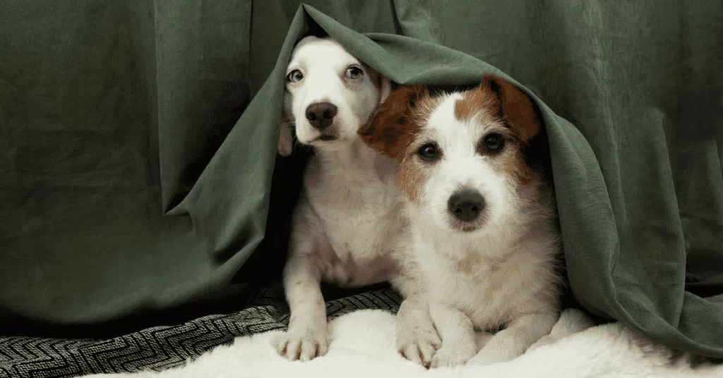 Two dogs hiding under the bed during a storm - Top 5 Tips for St. Louis Pet Parents When Storms Hit