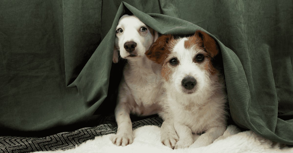 Two dogs hiding under the bed during a storm - Top 5 Tips for St. Louis Pet Parents When Storms Hit