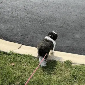 dog on leash in St. Louis with 4-Legged Kids, Inc. dog walker