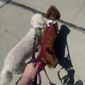 two dogs with 4-Legged Kids, Inc. dog walker in St. Louis, MO