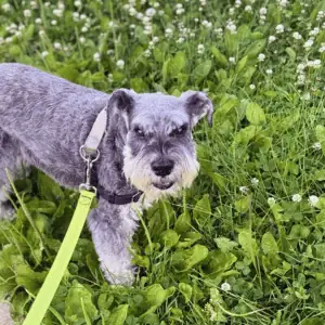 dog on leash in St. Louis with 4-Legged Kids, Inc. dog walker