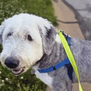 dog on leash in St. Louis with 4-Legged Kids, Inc. dog walker