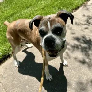 dog on leash with 4-Legged Kids, Inc. dog walker in St. Louis, MO