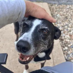 dog in St. Louis being pet by a 4-Legged Kids, Inc. dog walker