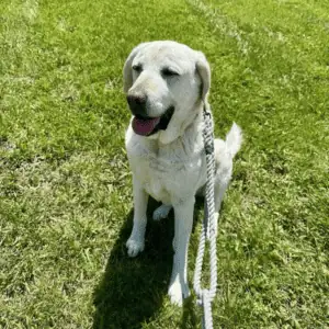 dog on leash with 4-Legged Kids, Inc. dog walker in St. Louis, MO
