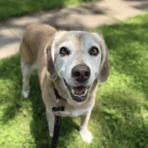 happy dog with 4-Legged Kids, Inc. dog walker in St. Louis, MO