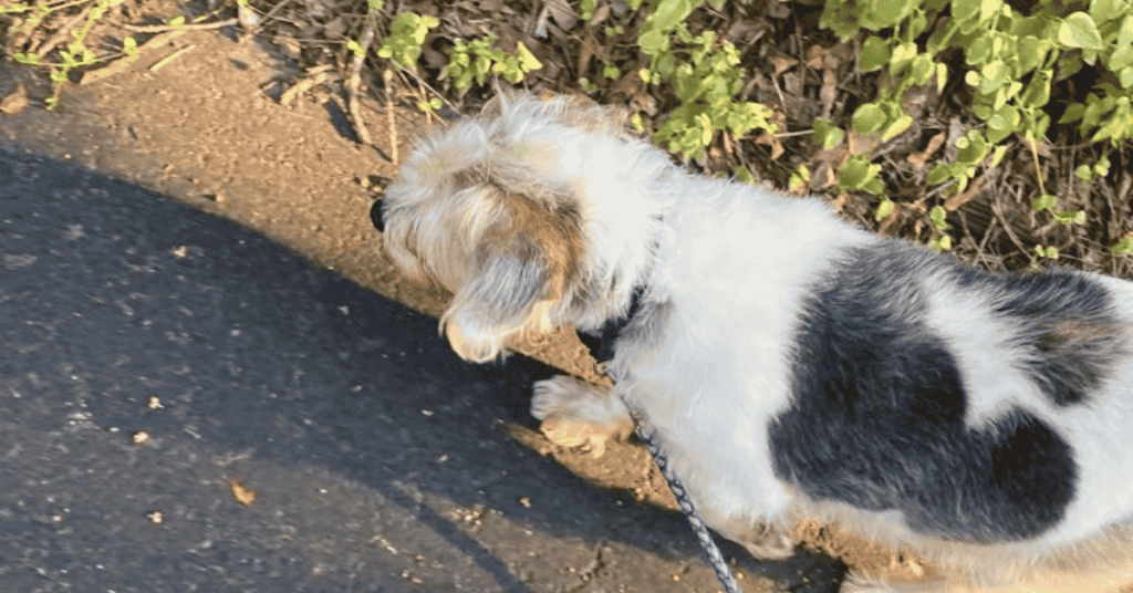Why St. Louis Pet Parents Love 4-Legged Kids, Inc. dog on leash