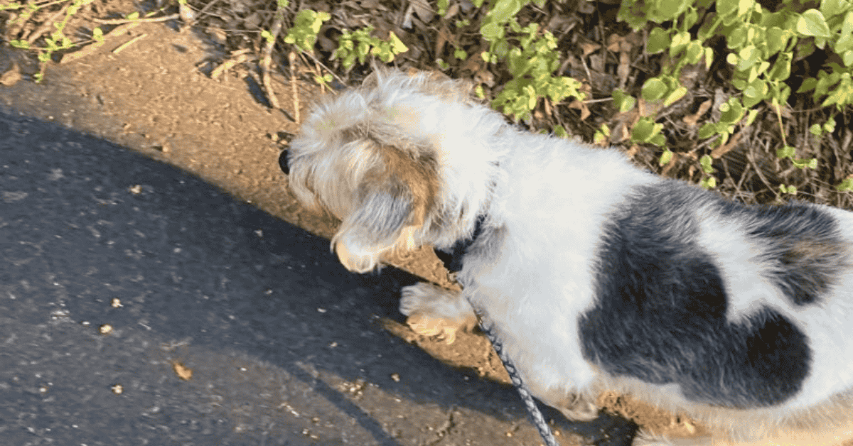 Why St. Louis Pet Parents Love 4-Legged Kids, Inc. dog on leash