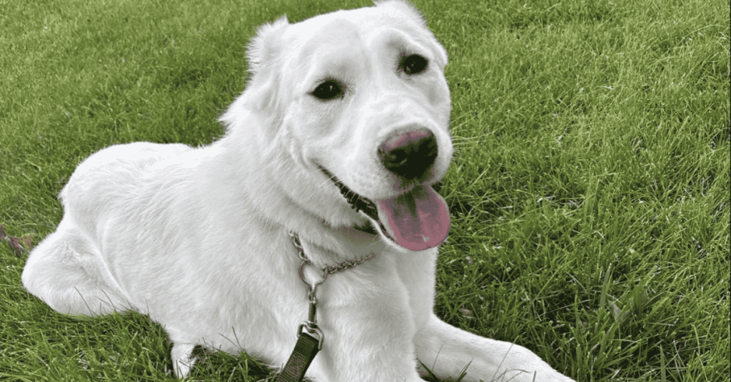 national dog day dog laying down on leash after dog walk in St. Louis