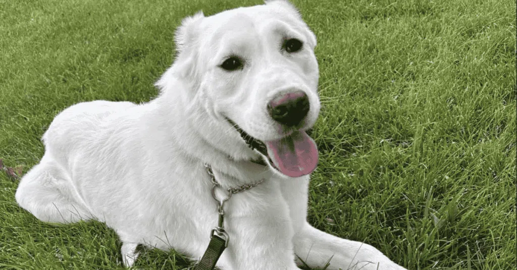 national dog day dog laying down on leash after dog walk in St. Louis