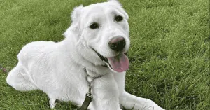 national dog day dog laying down on leash after dog walk in St. Louis