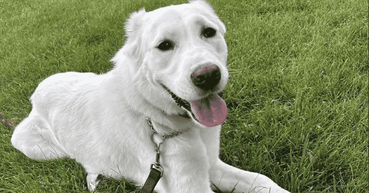 national dog day dog laying down on leash after dog walk in St. Louis