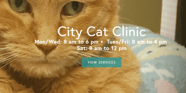 city cat clinic
